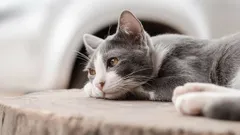 Saknar katter verkligen sina ägare när de är ensamma hemma?