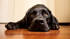 10 saker som kan stressa din hund – och hur du undviker dem