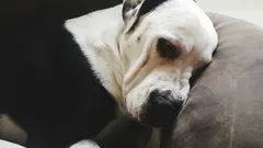 Stämmer det att en hund kan gå och bära agg mot sin ägare?