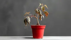 Hemmaknepet som räddar döende växter – 3 ingredienser du redan har hemma